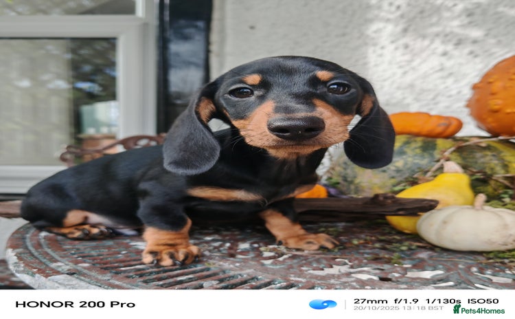 Miniature Dachshund dogs Relaxed miniature girl - Advert 5