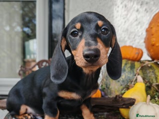 Miniature Dachshund dogs for sale: Relaxed miniature girl - Advert 1