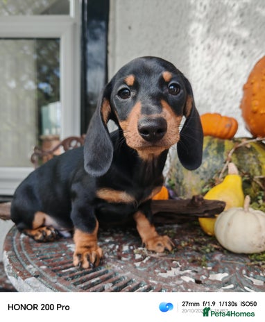 Miniature Dachshund dogs Relaxed miniature girl - Advert 1