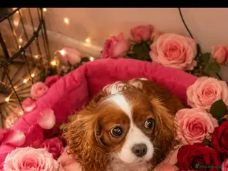 Cavapoo dogs Cavapoo pups - Advert 2