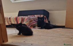 Domestic Shorthair cats for sale: Beautiful Sleek Black 6 month old Female Kitten  - Advert 3