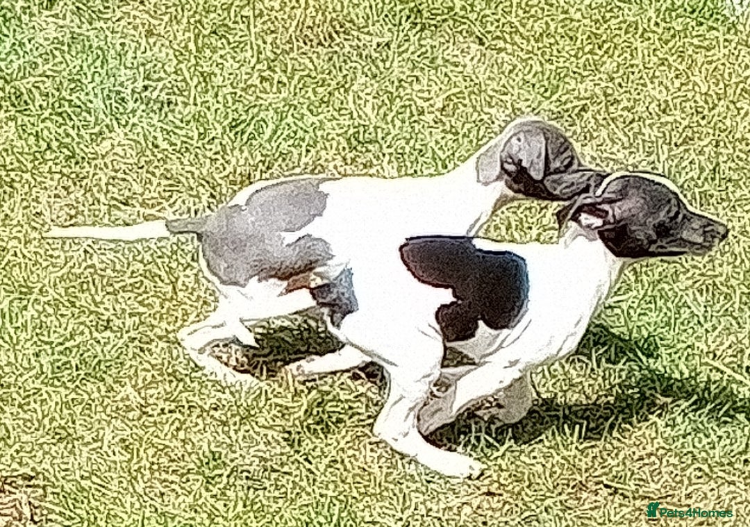 Italian Greyhound dogs for sale: Italian greyhound  - Image 7