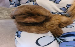 Shih Tzu dogs for sale: Stunning shihtzu puppy - Image 2