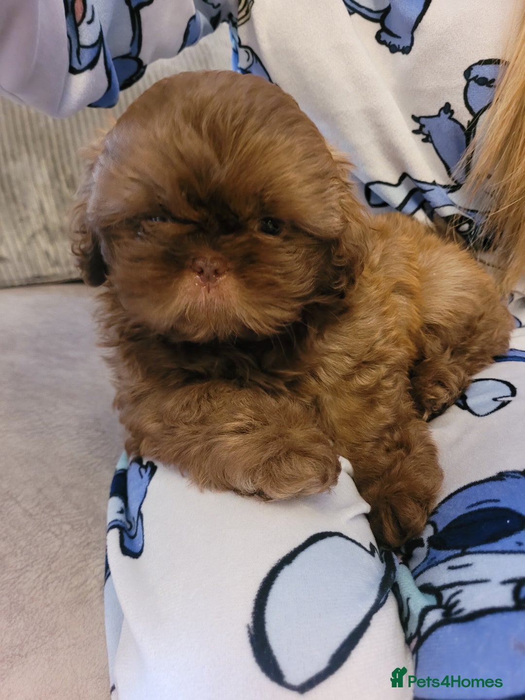 Shih Tzu dogs for sale: Stunning shihtzu puppy - Image 2