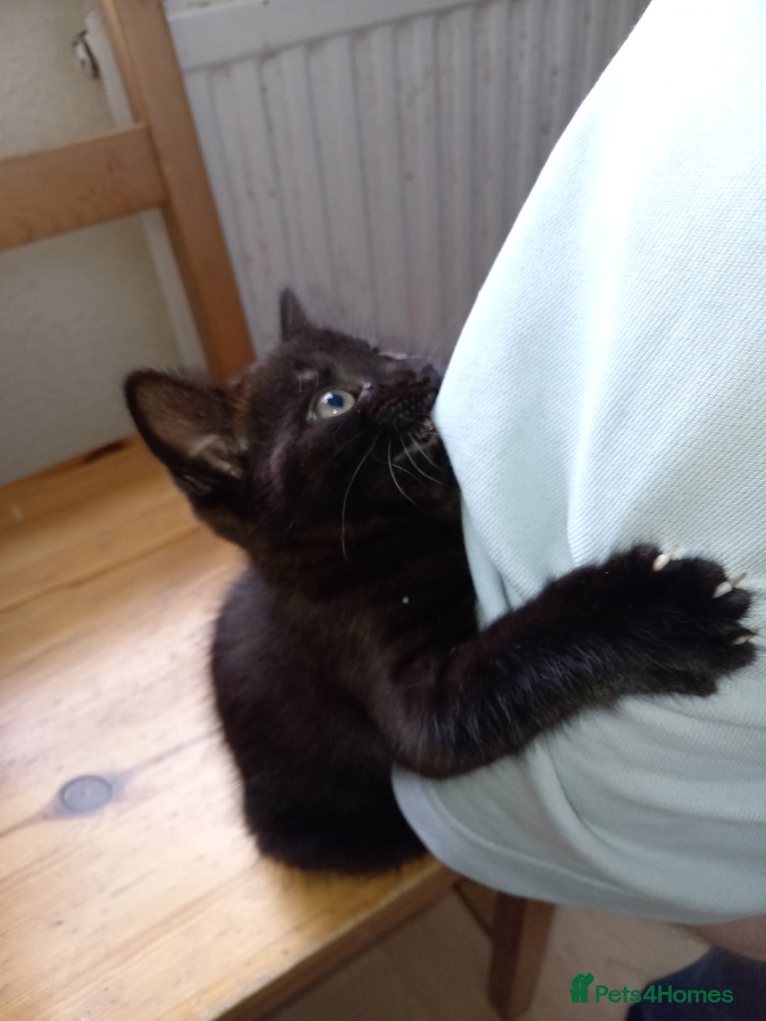Mixed Breed cats for sale: Beautiful black female kitten - Image 2