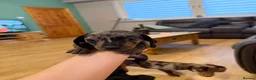 Miniature Dachshund dogs for sale: Miniature dachshunds - Advert 7