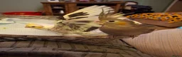 Cockatiels birds for sale: Cockateil chicks - Advert 12