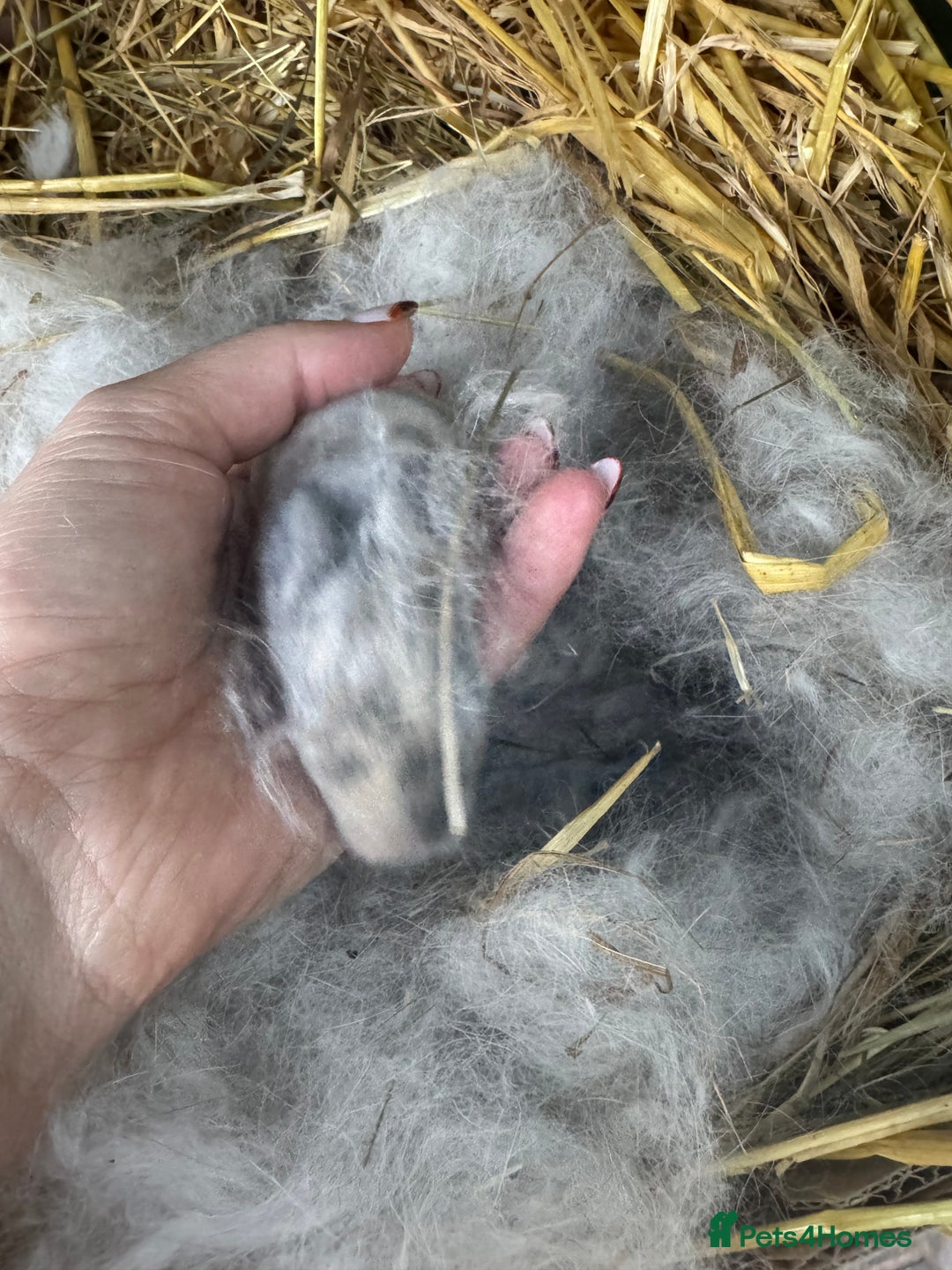 Mini Lop rabbits for sale: ✨ Beautiful Lops ✨  - Advert 18