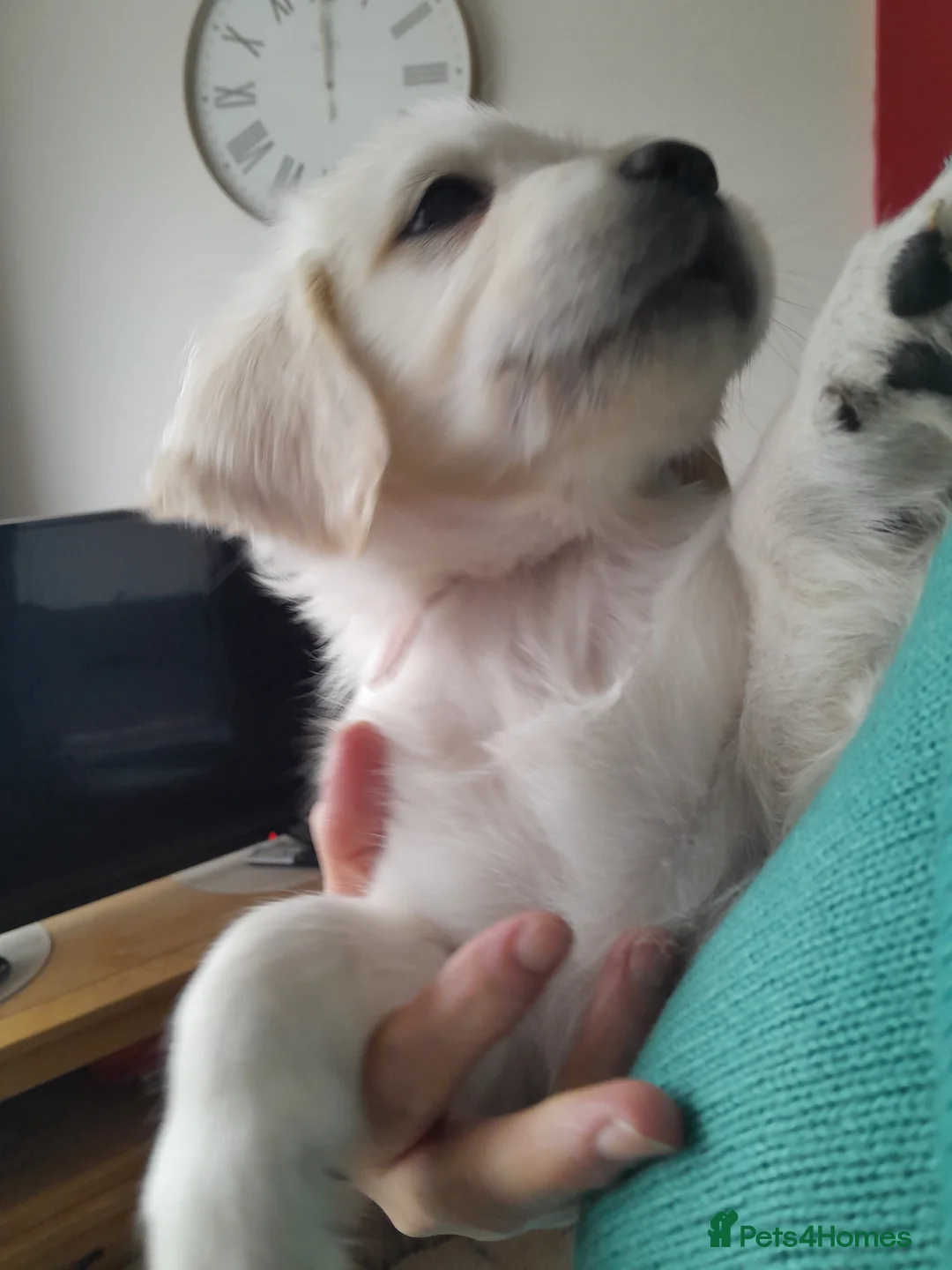Golden Retriever dogs for sale: Kc golden Retriever female - Advert 2