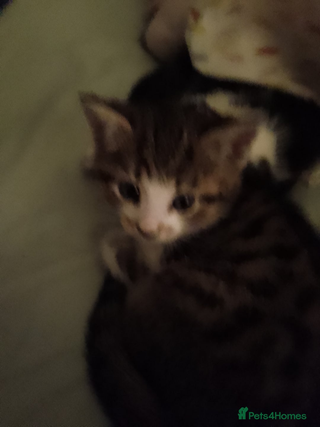 Mixed Breed cats for sale: Beautiful kittens  - Advert 28