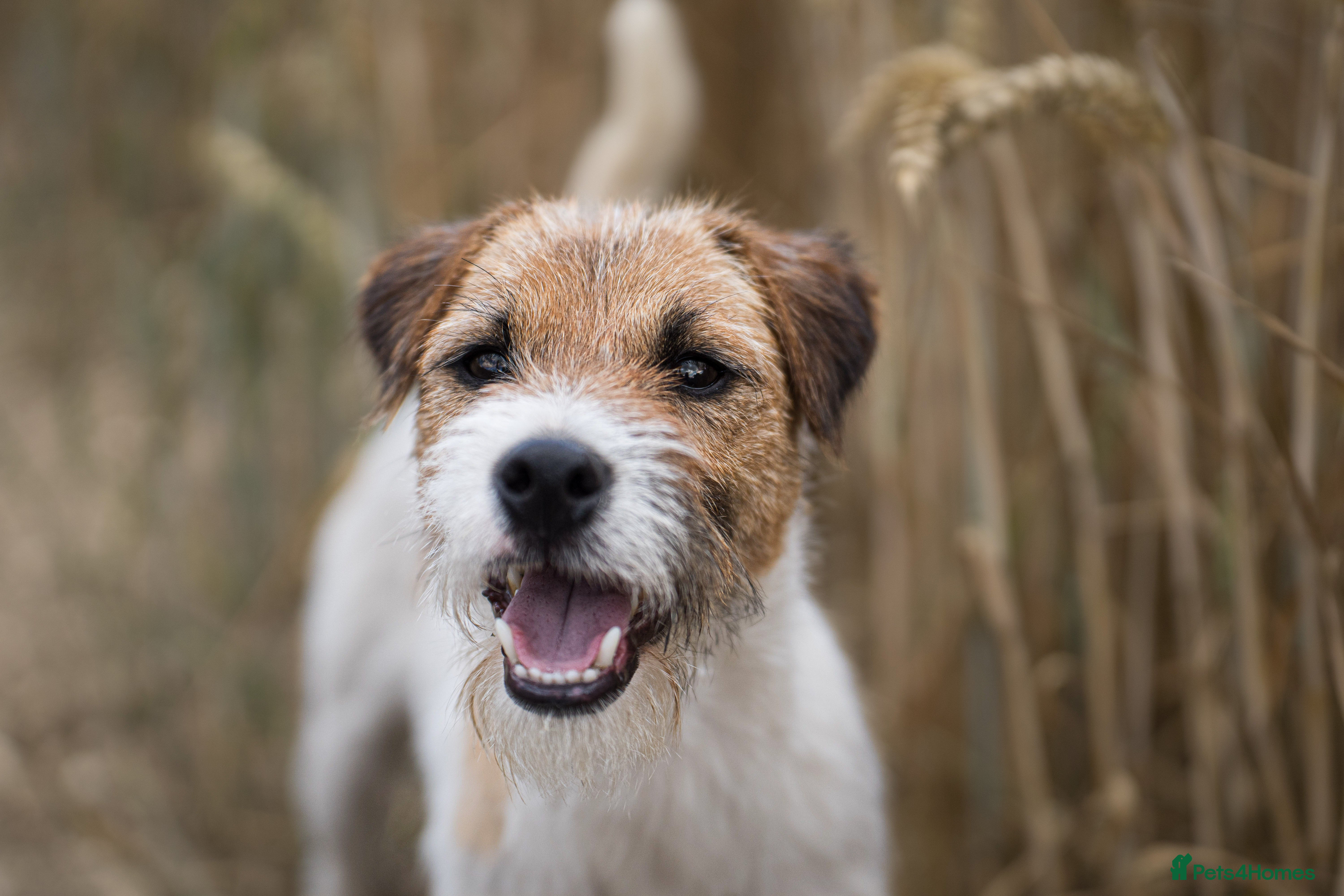 Parson Russell dogs KC reg parson Russell for stud  - Advert 2