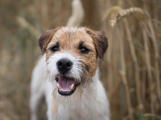 Parson Russell dogs KC reg parson Russell for stud - Advert 7