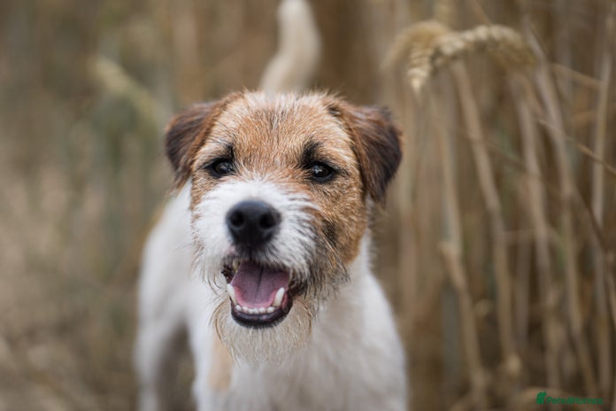 Parson Russell dogs KC reg parson Russell for stud - Advert 1