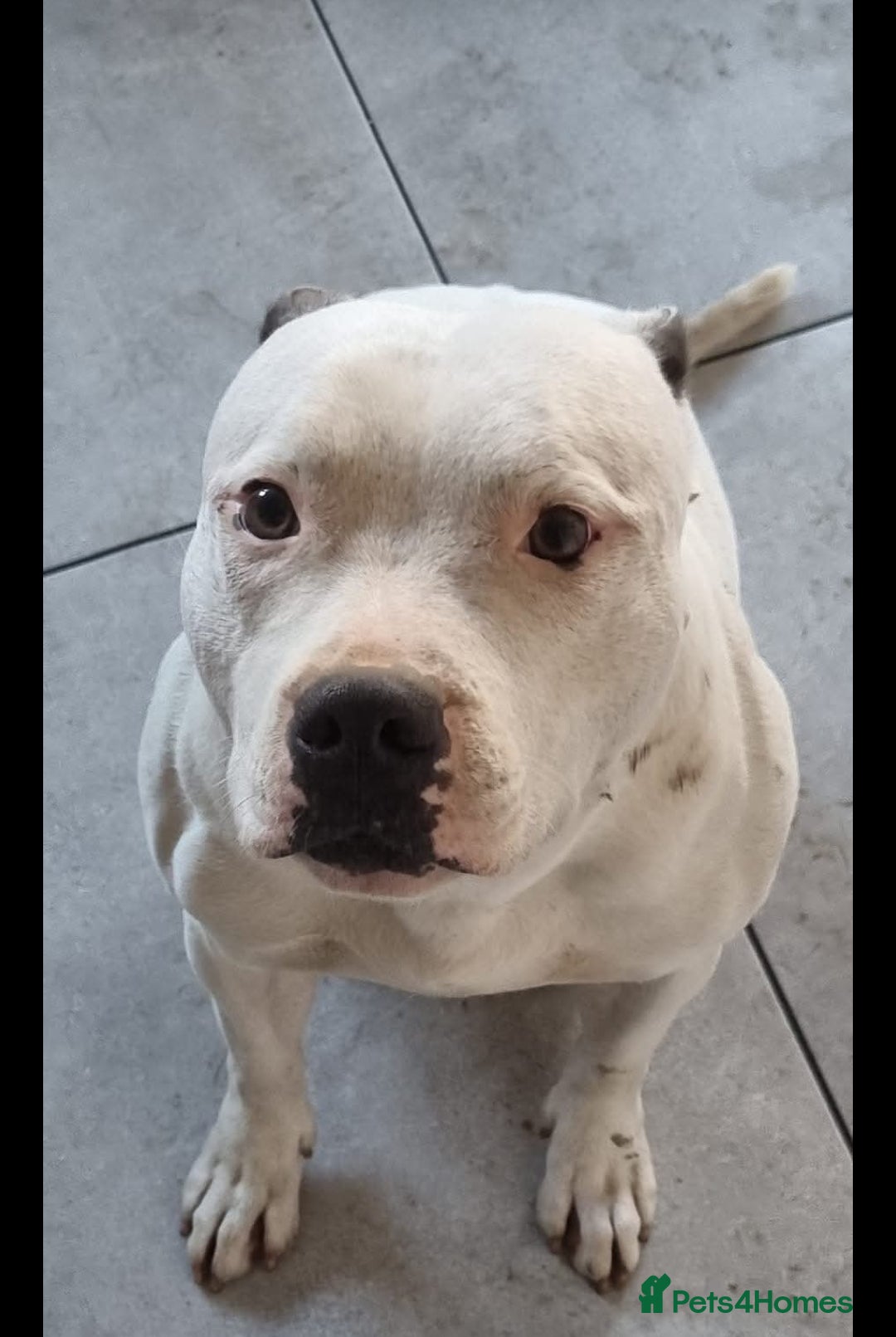 Staffordshire Bull Terrier dogs blue&white staffy  - Advert 1