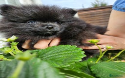 Pomeranian dogs for sale: BLACK ** POMERANIAN PUPPIES FOR SALE - Image 2