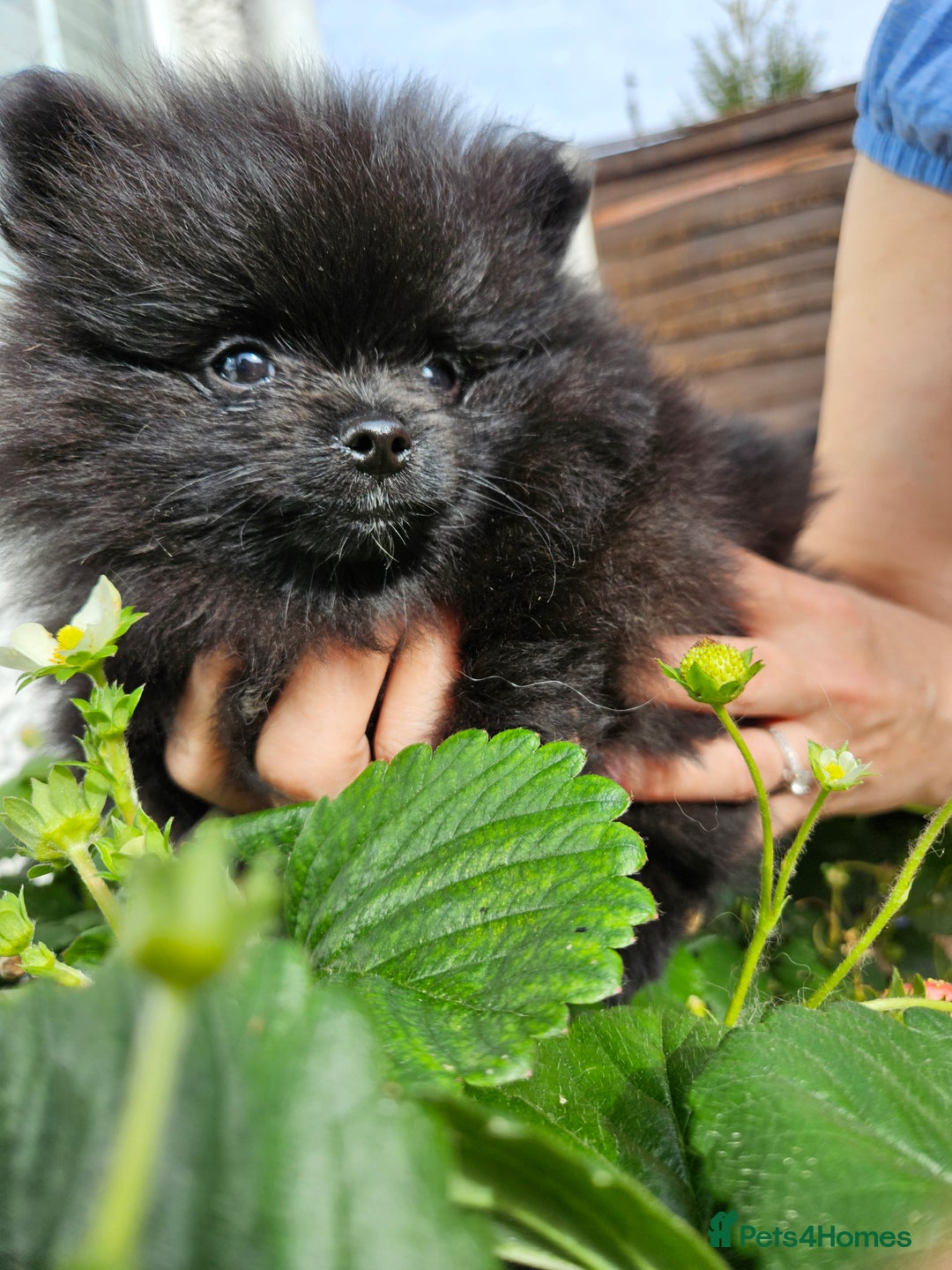 Pomeranian dogs for sale: BLACK ** POMERANIAN PUPPIES FOR SALE - Image 2