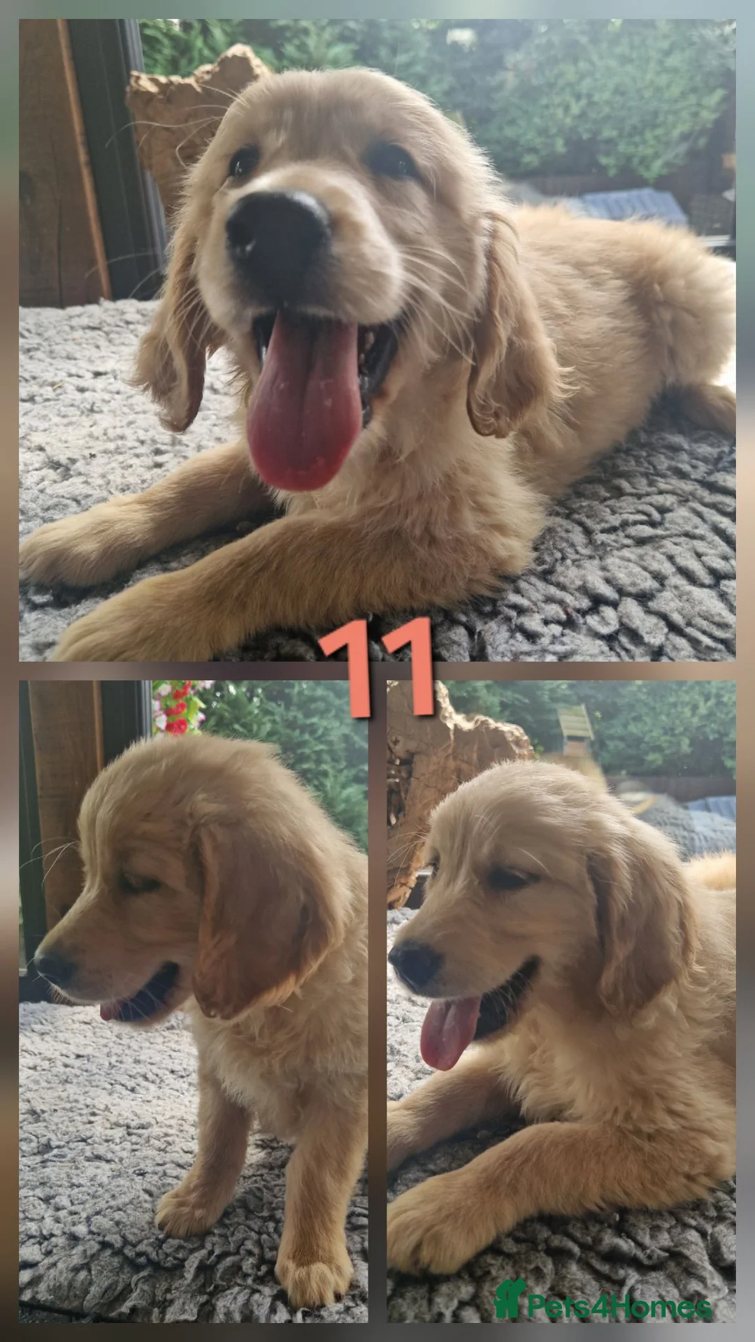Golden Retriever dogs for sale: Stunning golden Girls - Advert 13