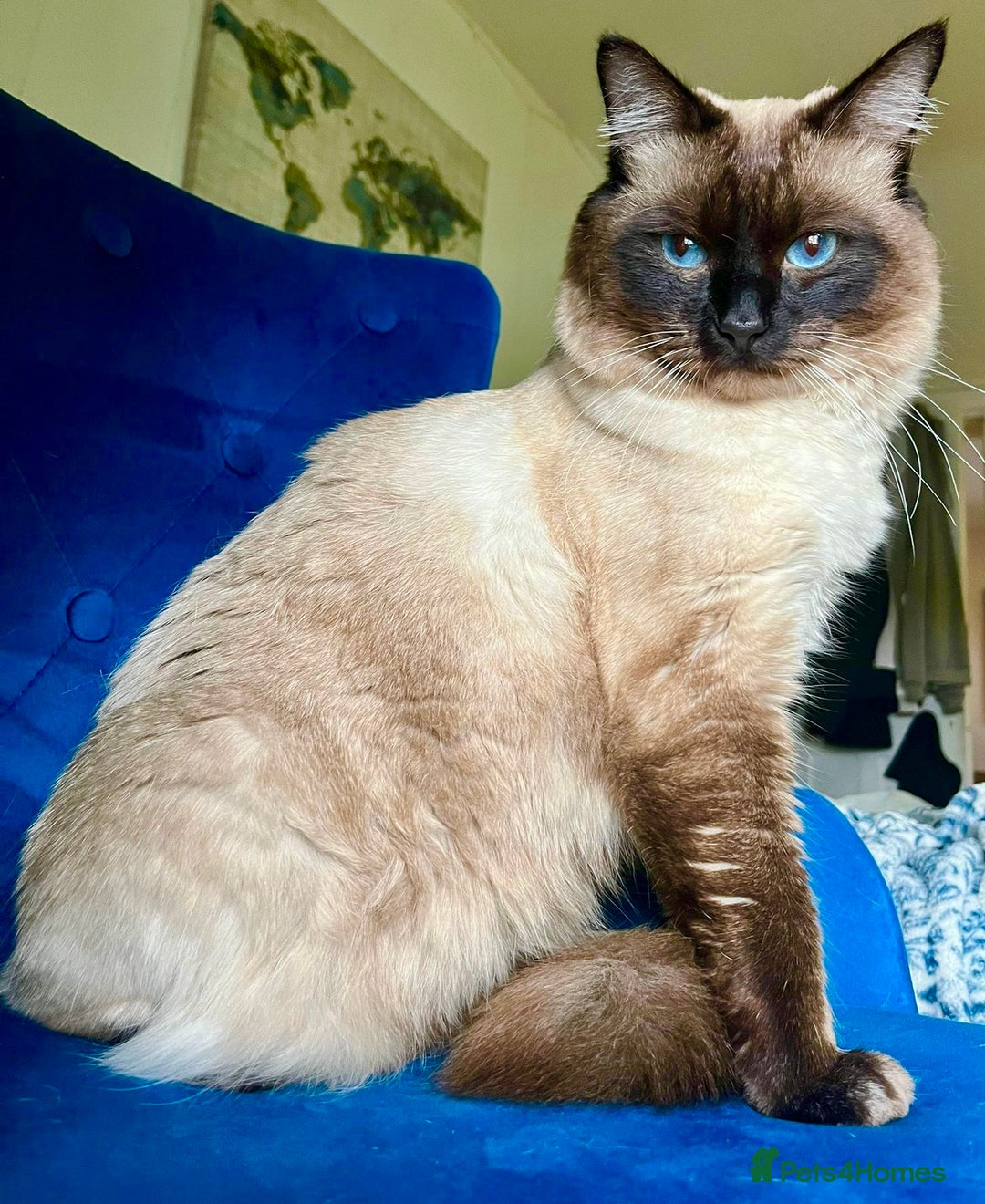 Ragdoll cats for sale: Stunning Ragdolls kittens - Advert 14