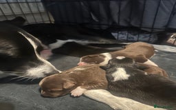 Border Collie dogs for sale: Collie pups - Image 7