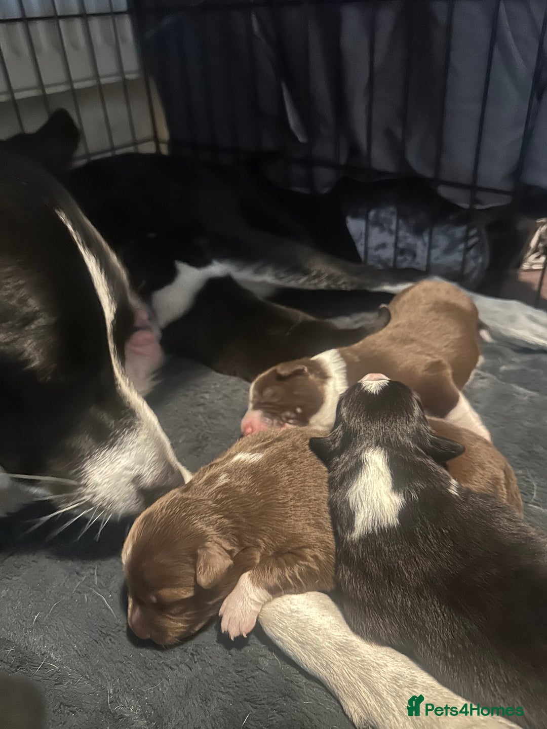 Border Collie dogs for sale: Collie pups - Image 7