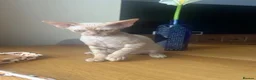 Devon Rex cats for sale:  Pedigree Devon Rex Kittens. Pet Homes Only  - Advert 4
