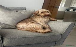 Cockapoo dogs for adoption: 💙🐶 BOBBY 🐶💙 - Advert 6