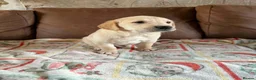 Goldador dogs for sale: F1 Goldador puppies - Advert 10