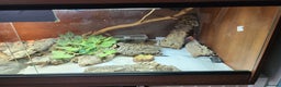 Leopard Gecko reptiles for sale: Handsome male Leopard Gecko. - Advert 14