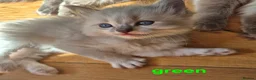 Ragdoll cats for sale: ✨ Exceptional Ragdoll Kittens – Raised with love✨ - Advert 13