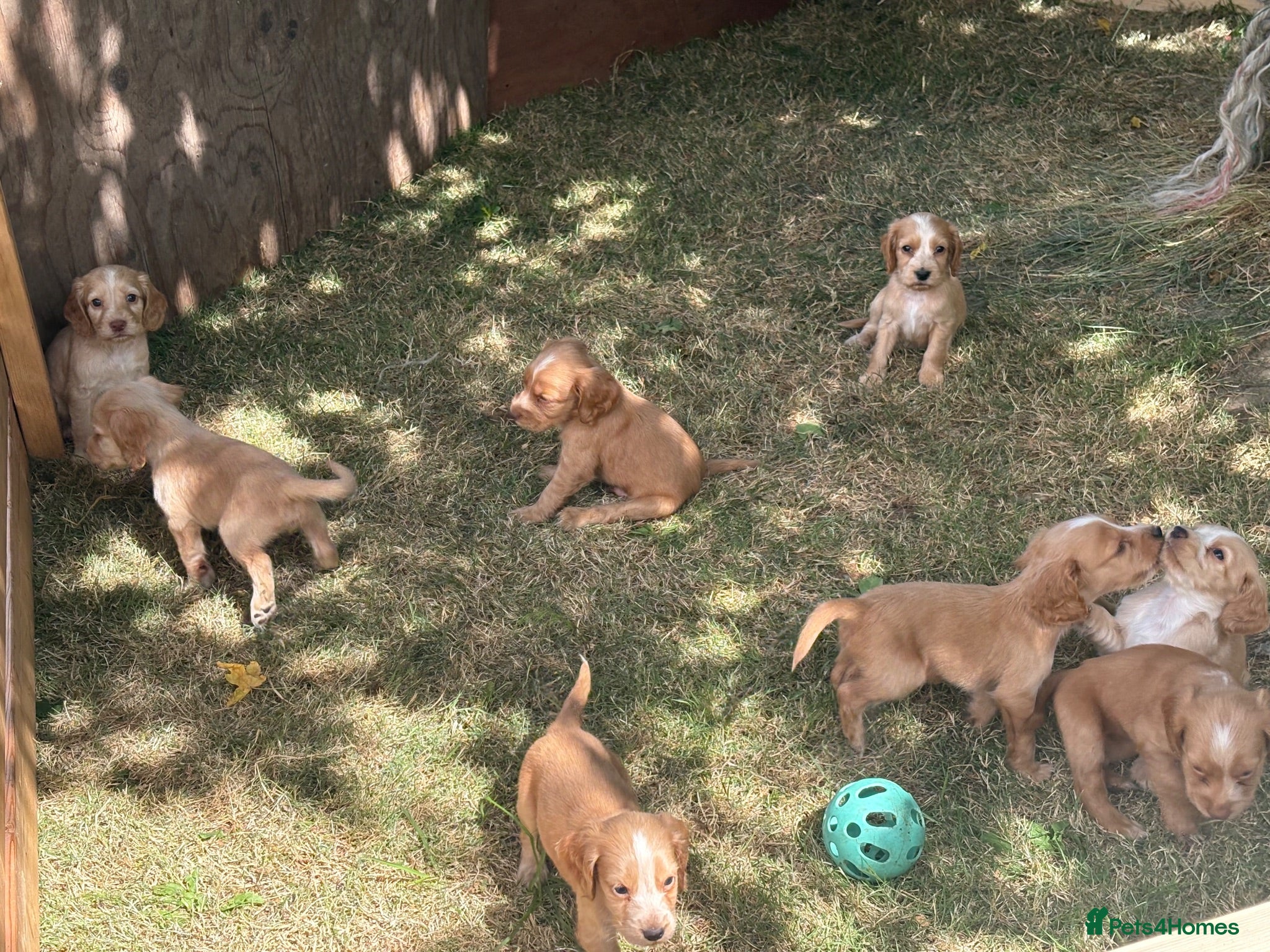 Cocker Spaniel dogs for sale: Cocker spaniel  - Advert 1