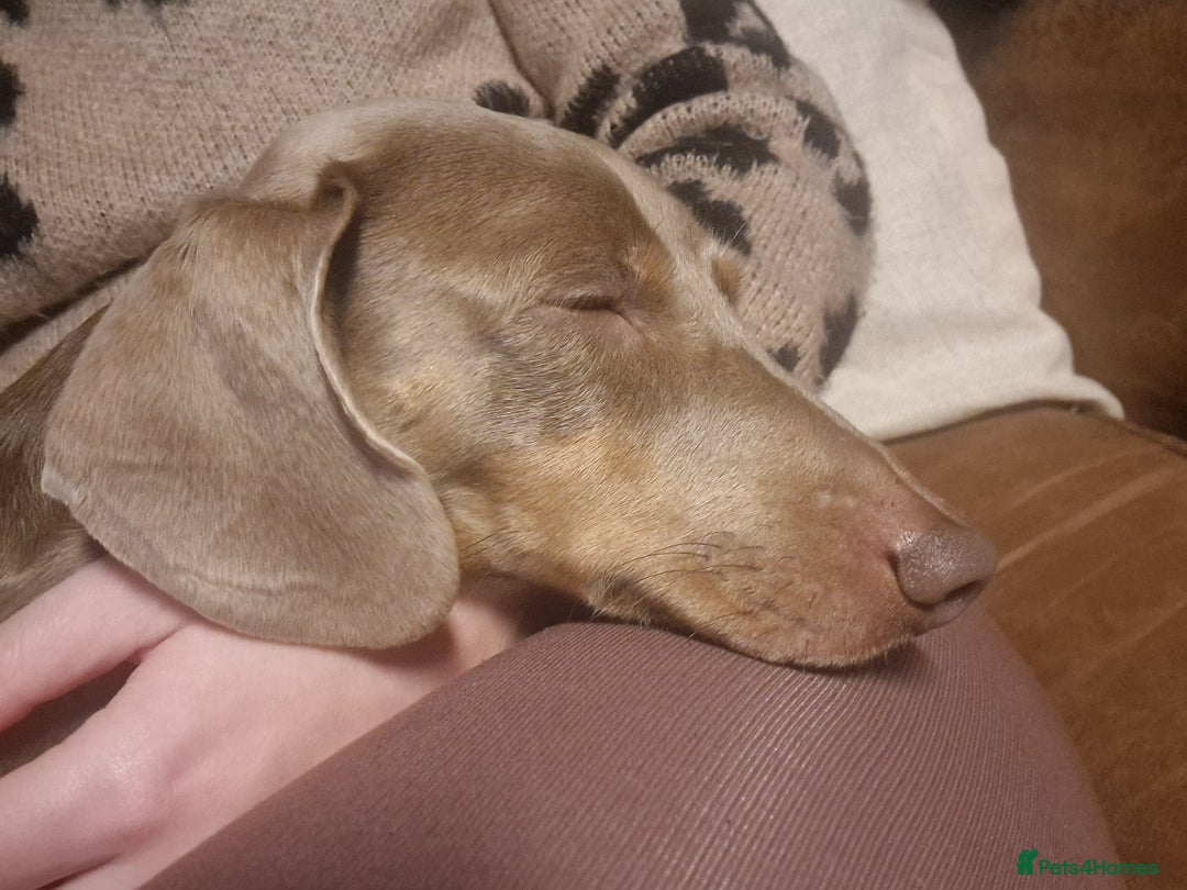 Dachshund dogs for sale: Snoopy the daschund  - Advert 3