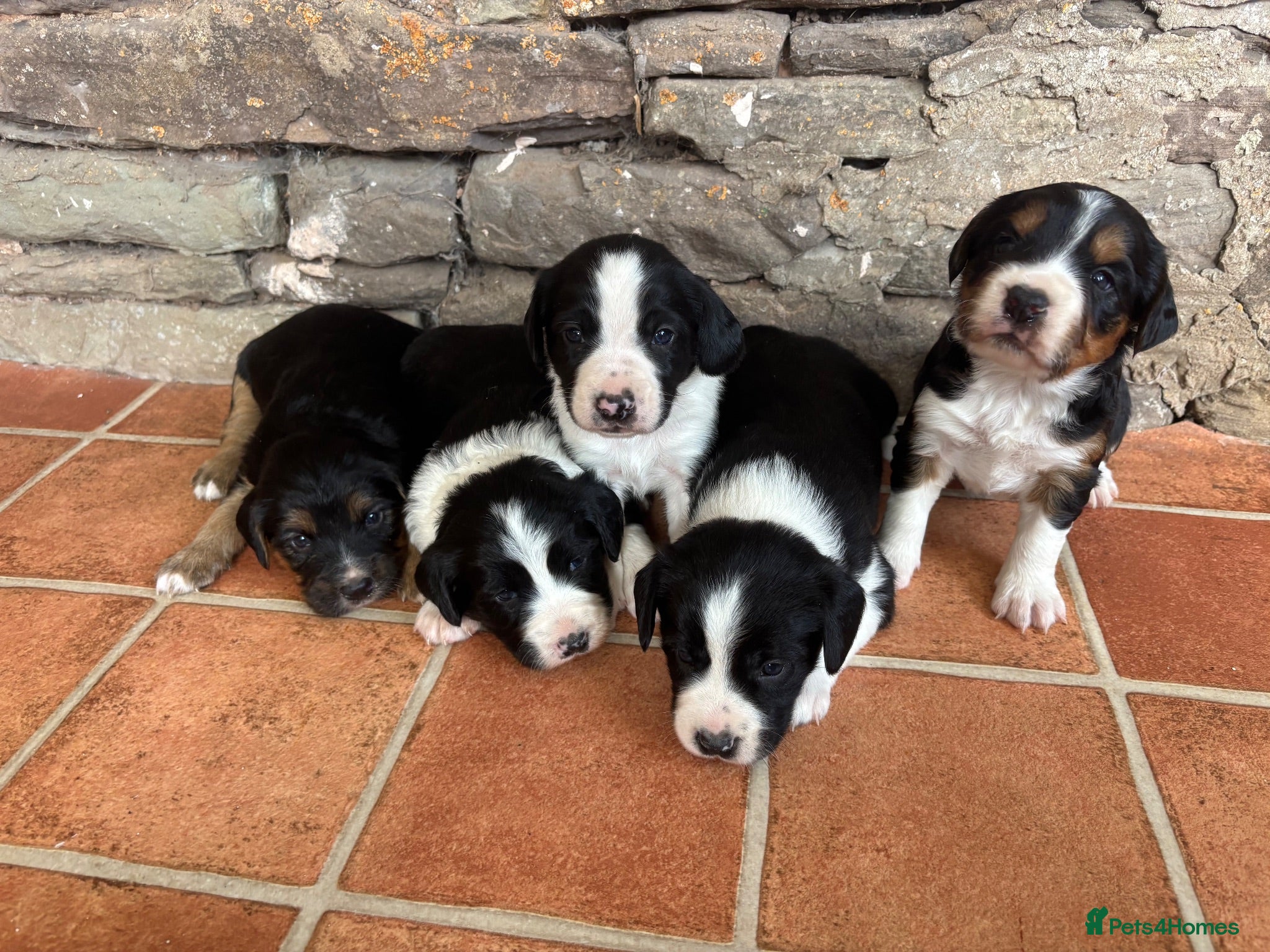 Mixed Breed dogs Sprollie puppies  - Advert 3