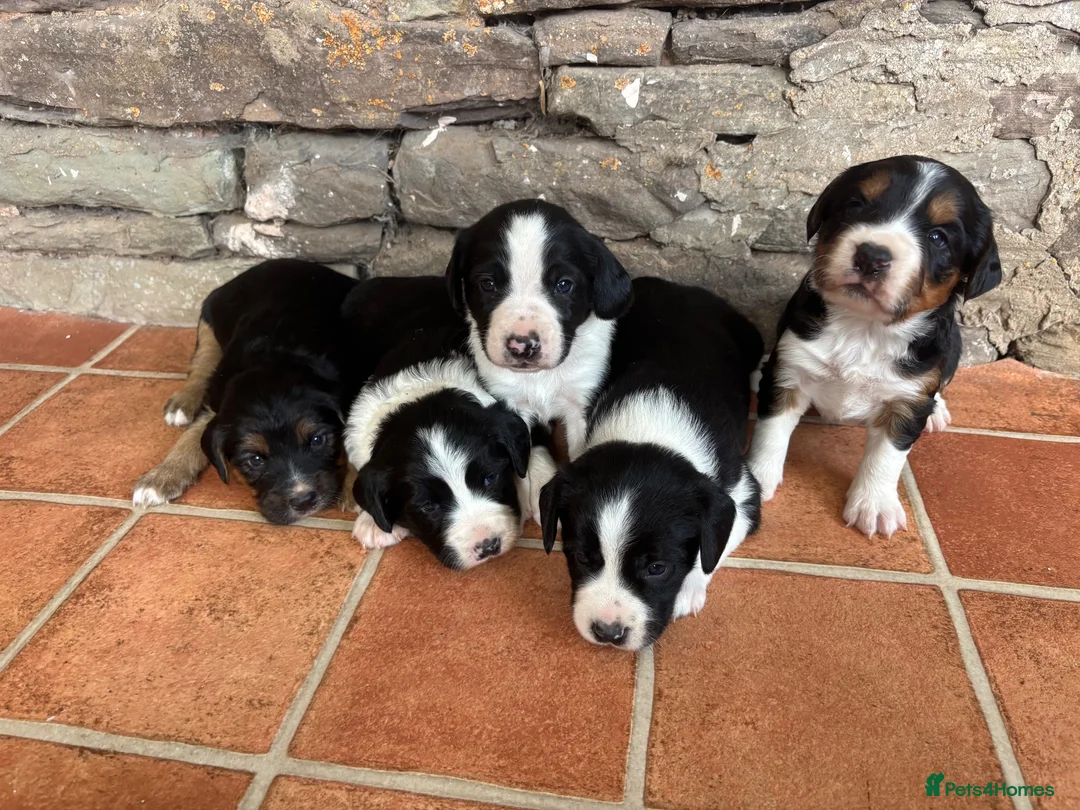 Mixed Breed dogs for sale: Sprollie puppies  - Advert 1