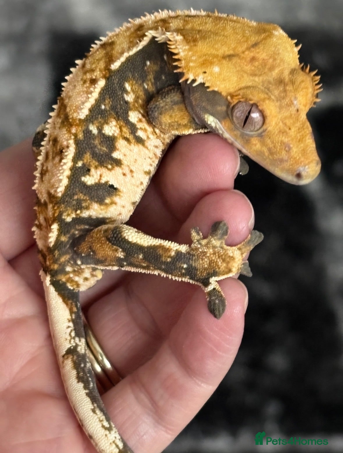 Gecko reptiles Tri colour harlequin crested gecko - Advert 1