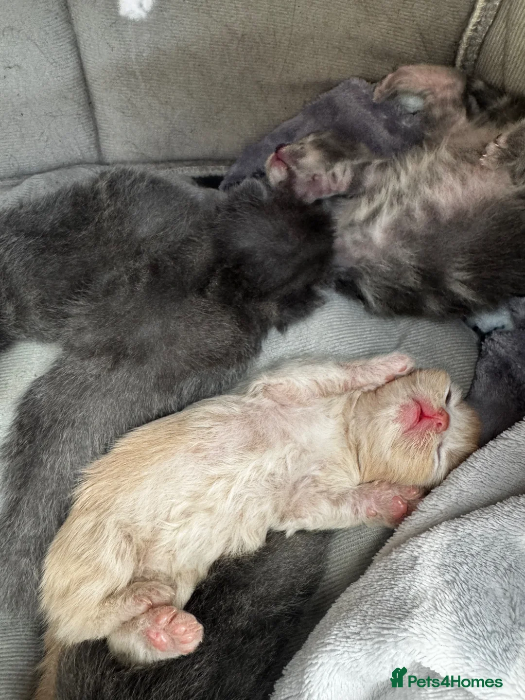 Mixed Breed cats for sale: Kittens - Advert 2