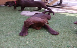 Labrador Retriever dogs for sale: **READY NOW**CHOCOLATE LAB PUPS - Image 14