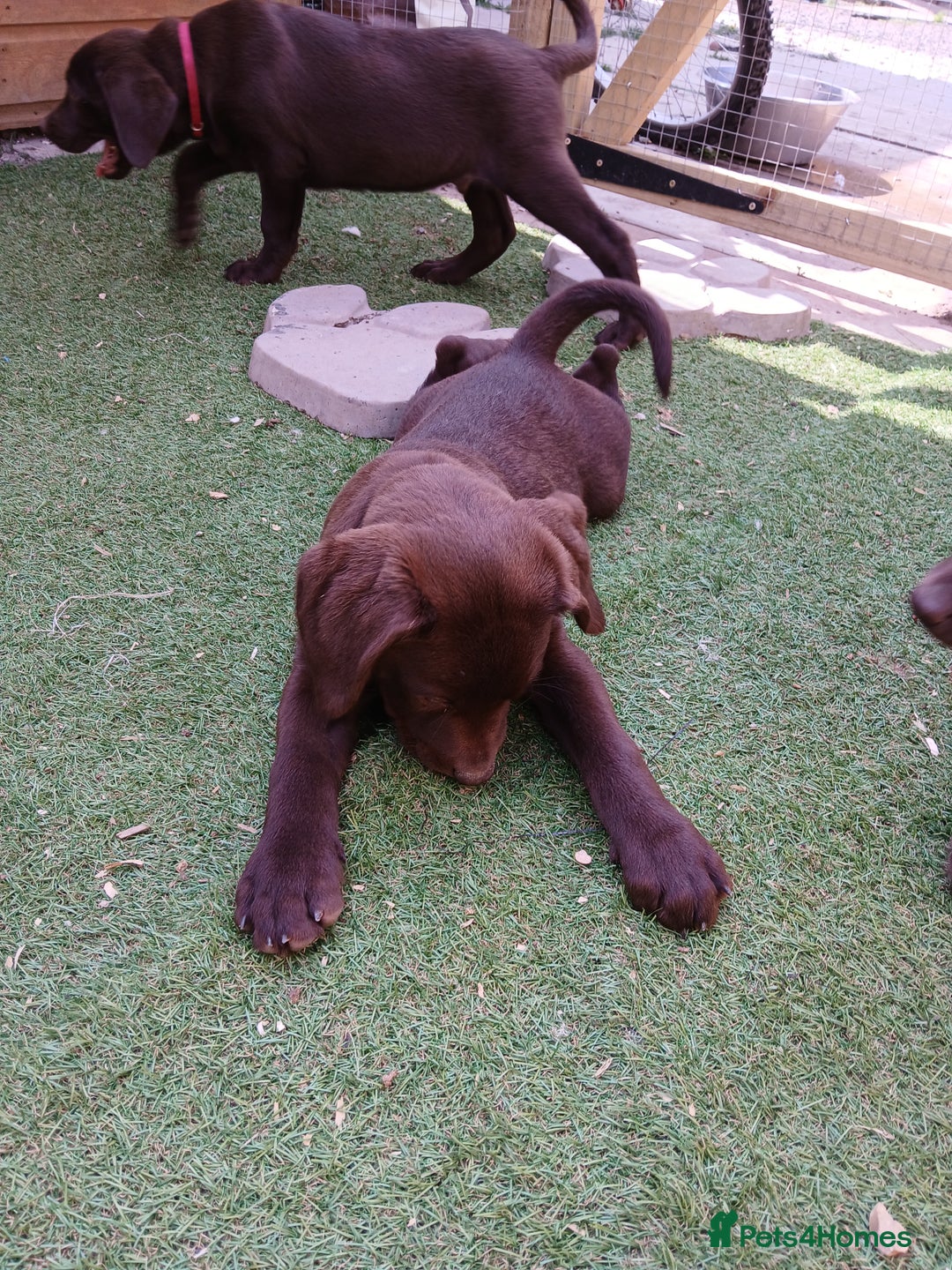 Labrador Retriever dogs for sale: **READY NOW**CHOCOLATE LAB PUPS - Image 14