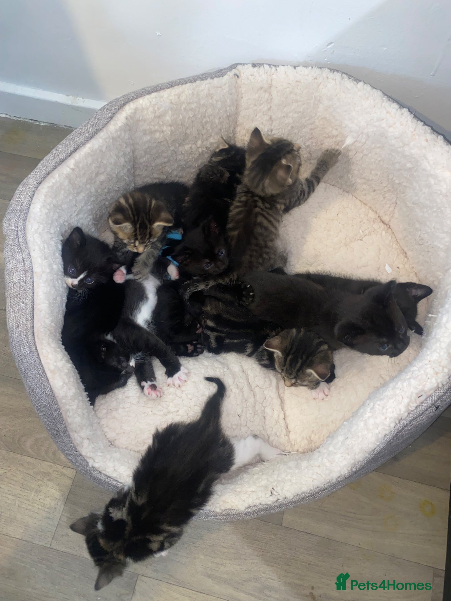 Mixed Breed cats for sale: Kittens for sale  in Birmingham - Advert 2