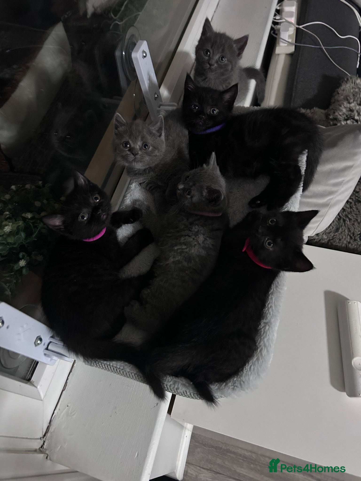 British Shorthair cats for sale: 5 British shorthair kittens  - Advert 7