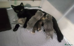 American Shorthair cats for sale: Adorable American shorthair kittens  - Image 5