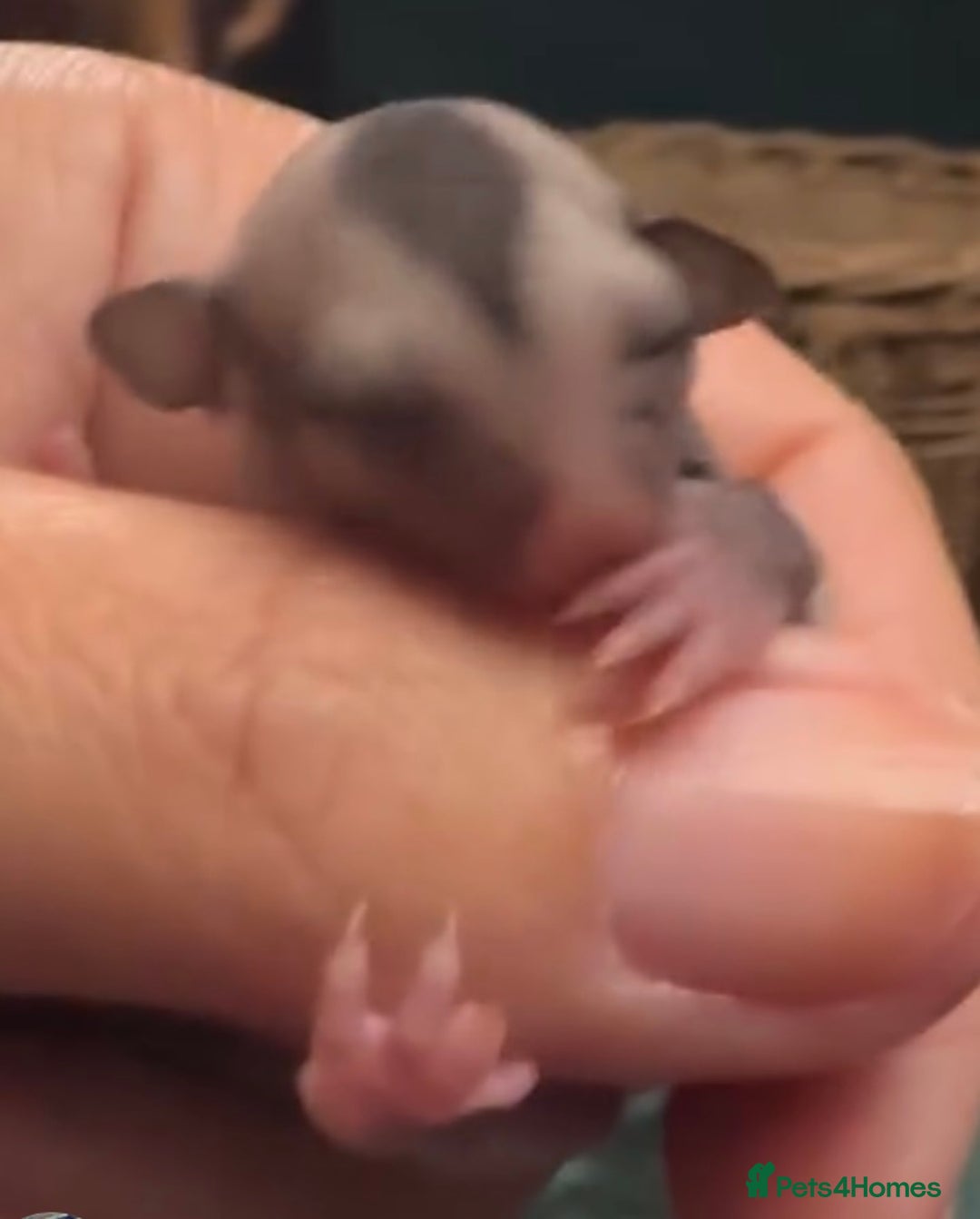 Sugar Glider rodents for sale: Sugar Gliders available to suitable homes - Advert 3