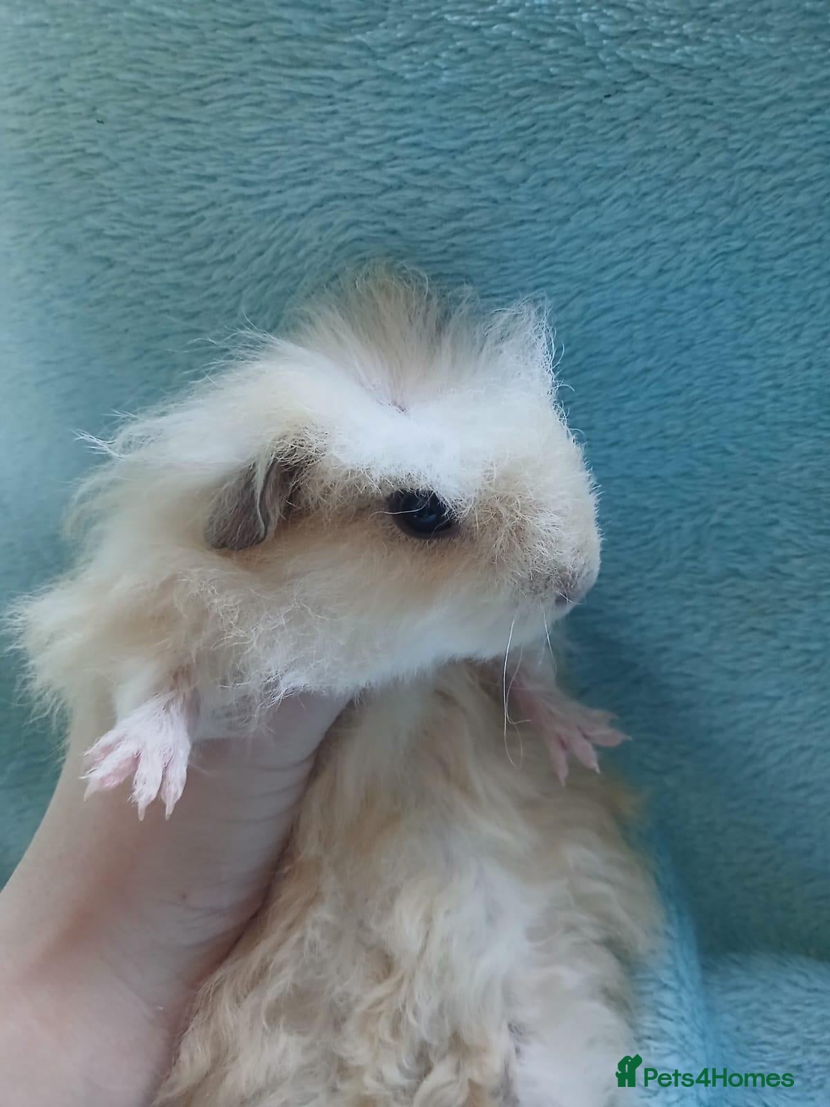 Guinea Pig rodents Funky baby boy guinea pig ready now  - Advert 1