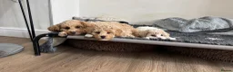 Poochon dogs for sale: 💫 Gorgeous Male Toy Poochon Puppy 💙 - Advert 12