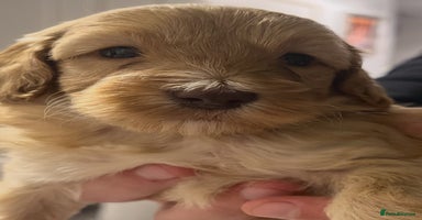 Cockapoo dogs - Advert 3