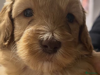 Cockapoo dogs - Advert 3