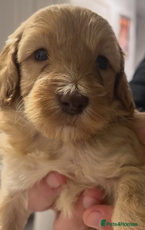 Cockapoo dogs - Advert 14