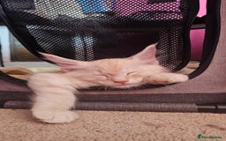 Maine Coon cats for sale: Large Breed Maine Coon cross  - Image 10