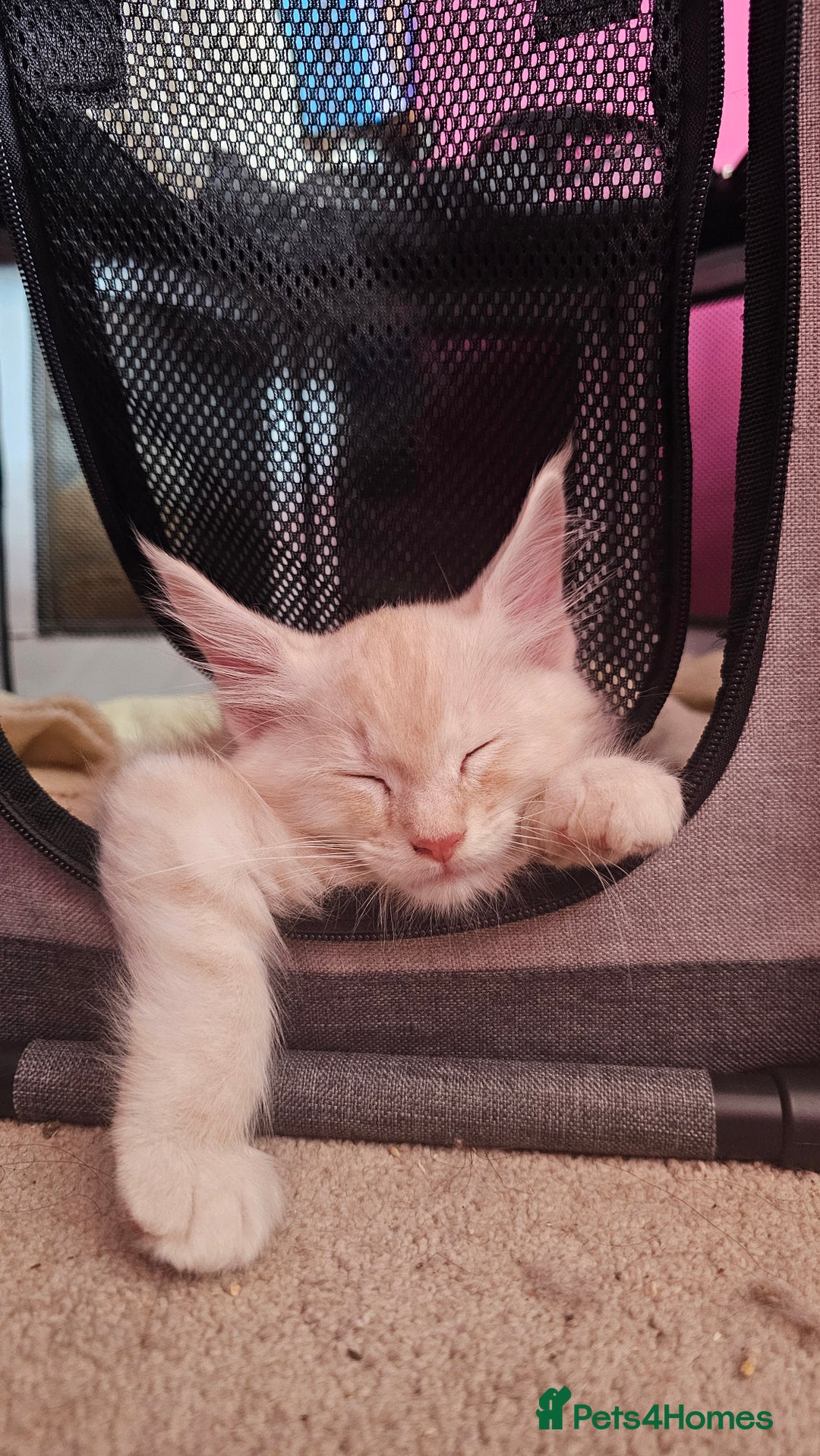 Maine Coon cats for sale: Large Breed Maine Coon cross  - Image 10