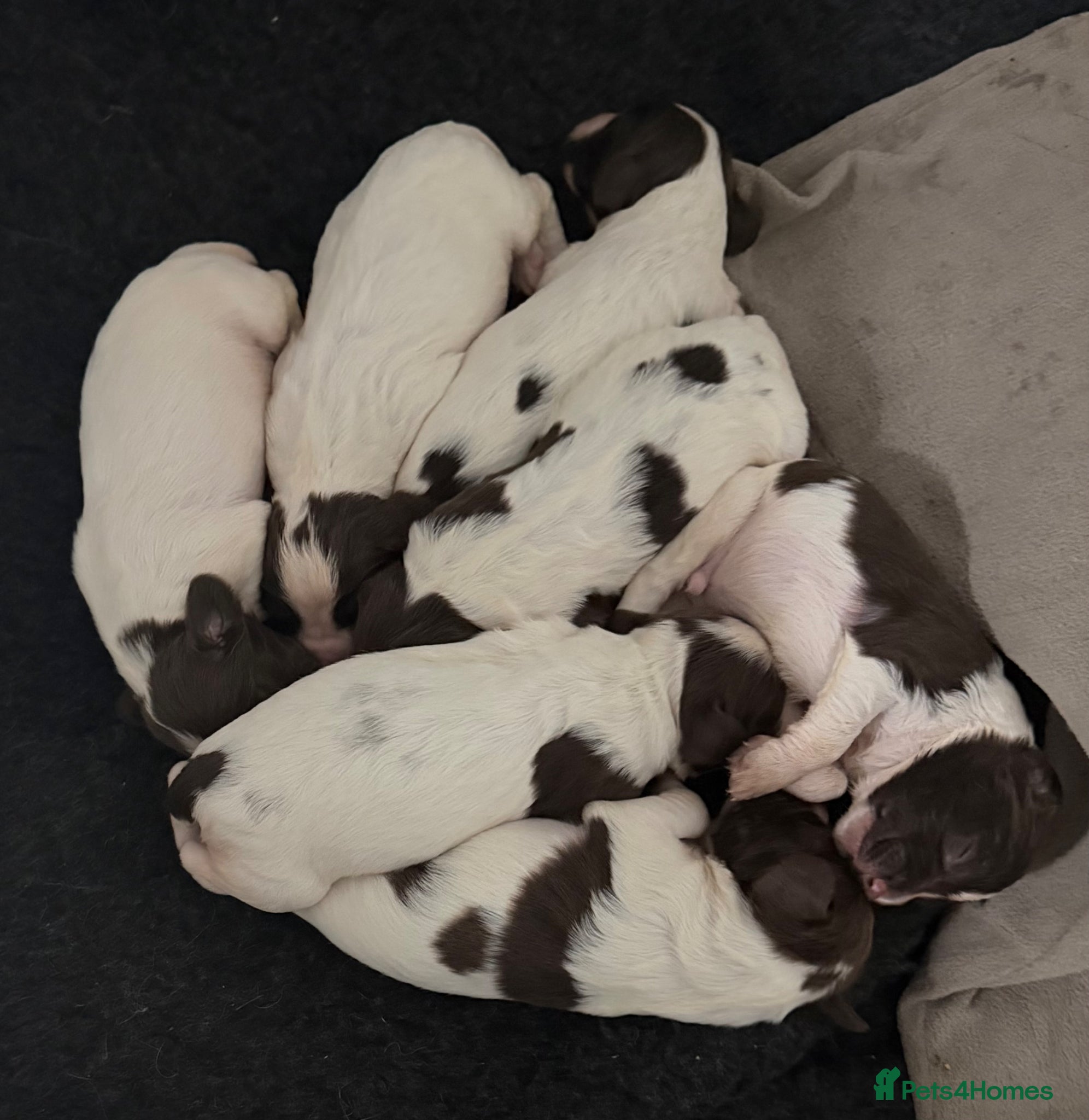 English Springer Spaniel dogs English springer spaniel working dogs - Advert 2