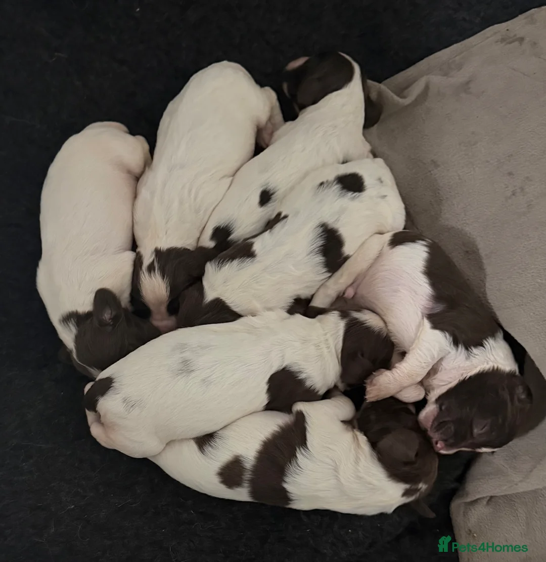 English Springer Spaniel dogs for sale: English springer spaniel working dogs in Accrington - Advert 2